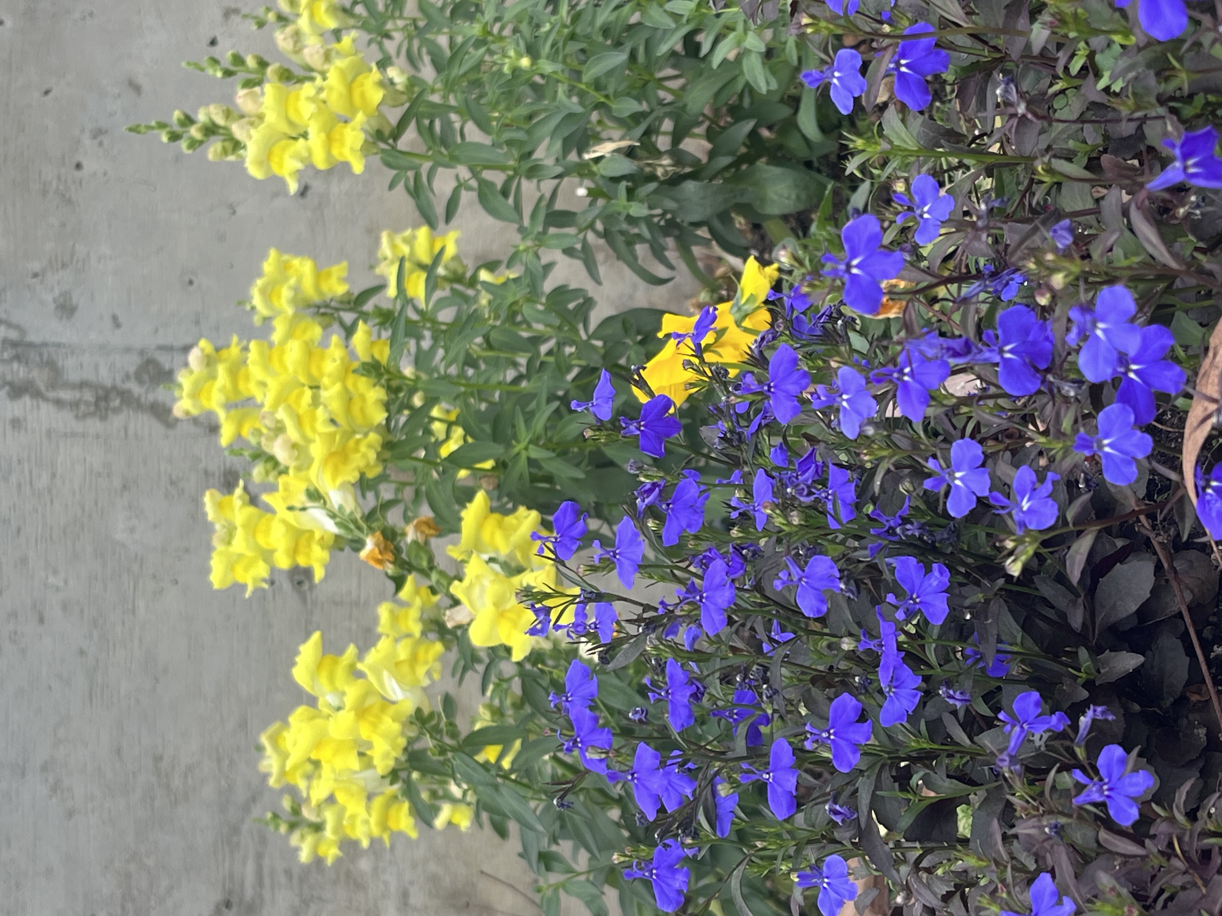 Yellow and purple flowers growing together.